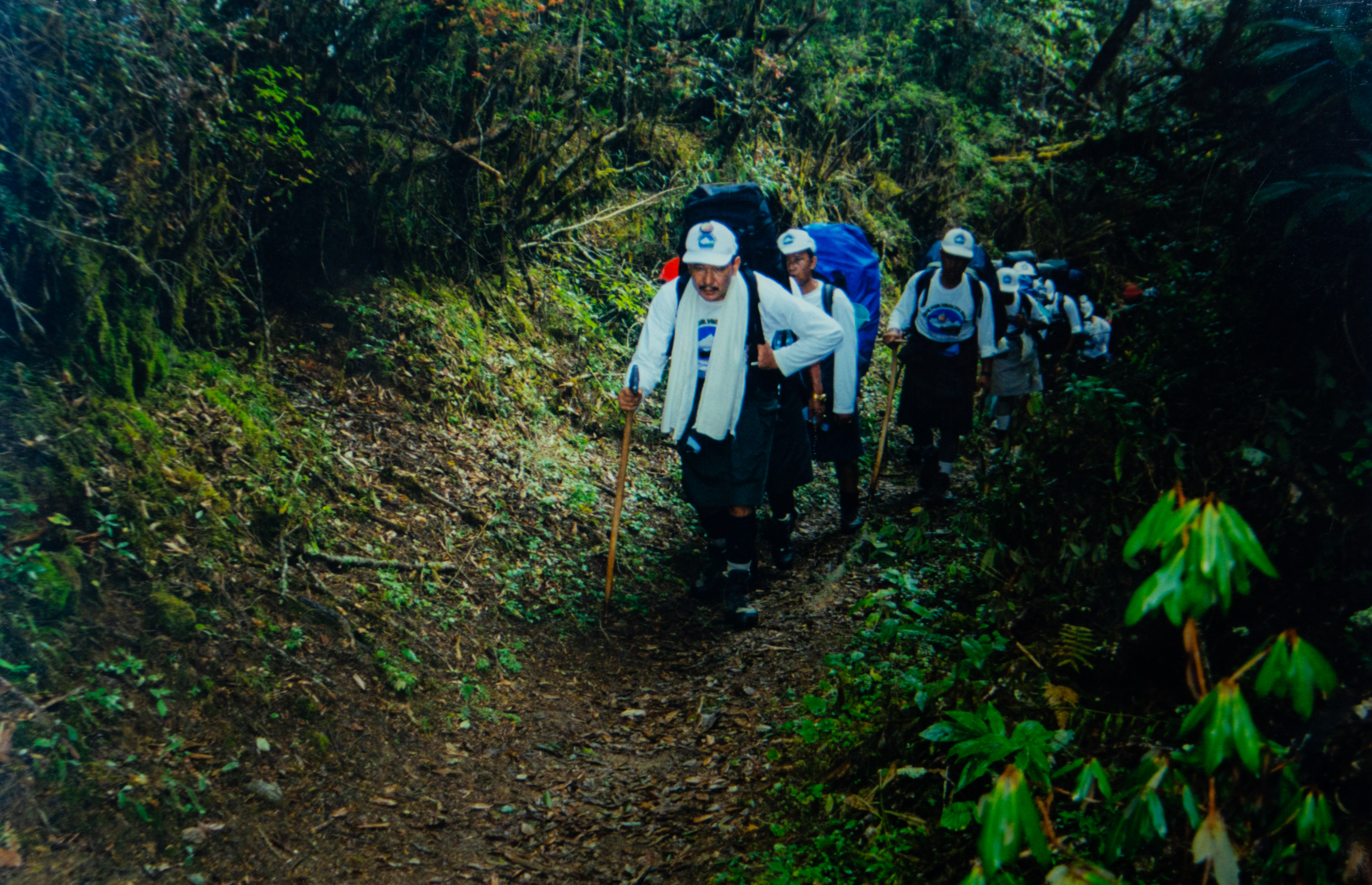 Walkers travelling along a forest trail during the Move for Health Walk